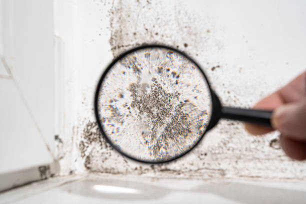 Best Commercial Mold Inspection  in Fairfax, OH